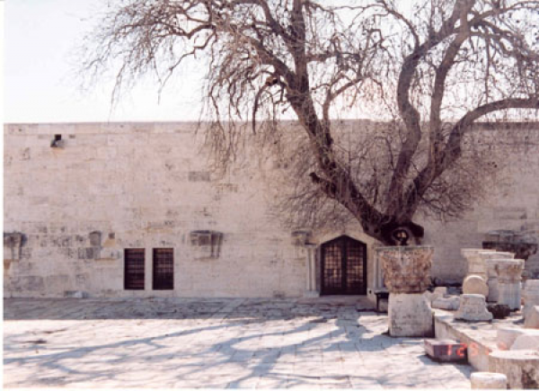 جامع النساء