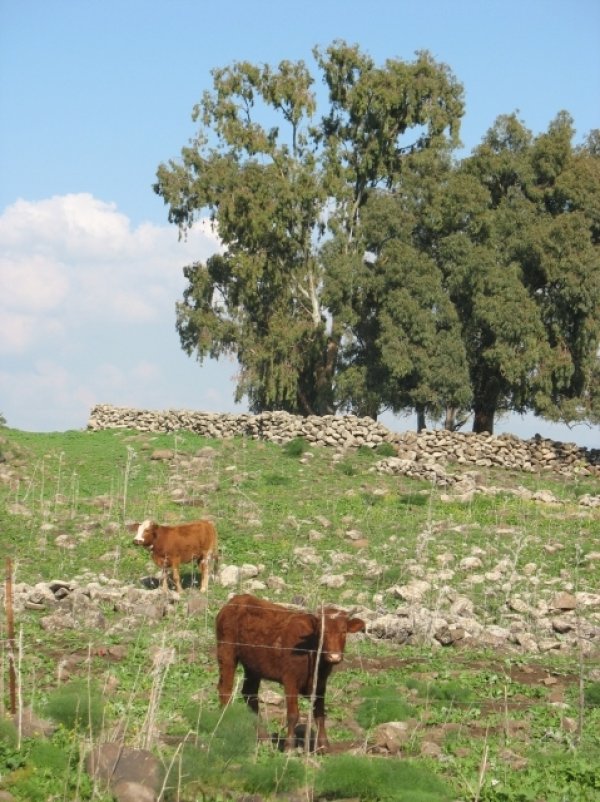 خربة المنطار | فلسطيننا