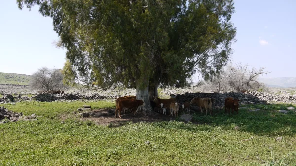 الزنغرية (زحلق) | فلسطيننا