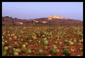 مجدل يابا (مجدل الصادق) | فلسطيننا