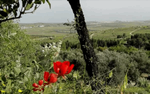 خربة البويرة | فلسطيننا