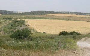 قرية التينة المهجرة | فلسطيننا