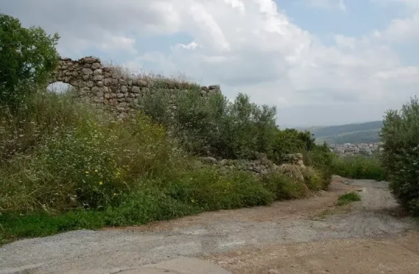 قرية المنصورة المهجرة | فلسطيننا