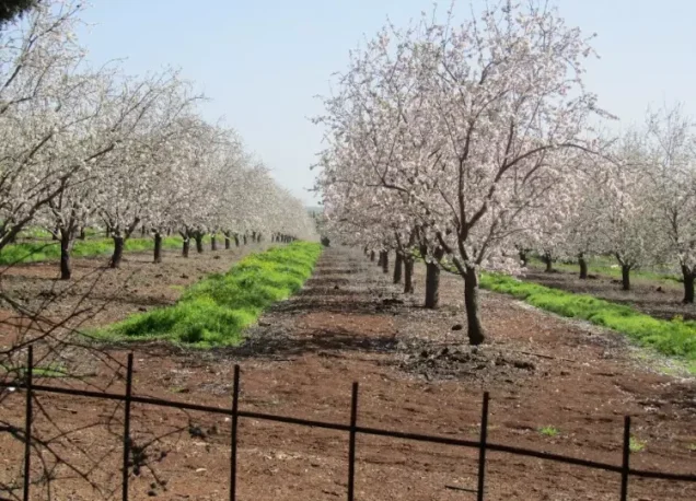 الطيرة (طيرة المرج، طيرة الزعبية) | فلسطيننا