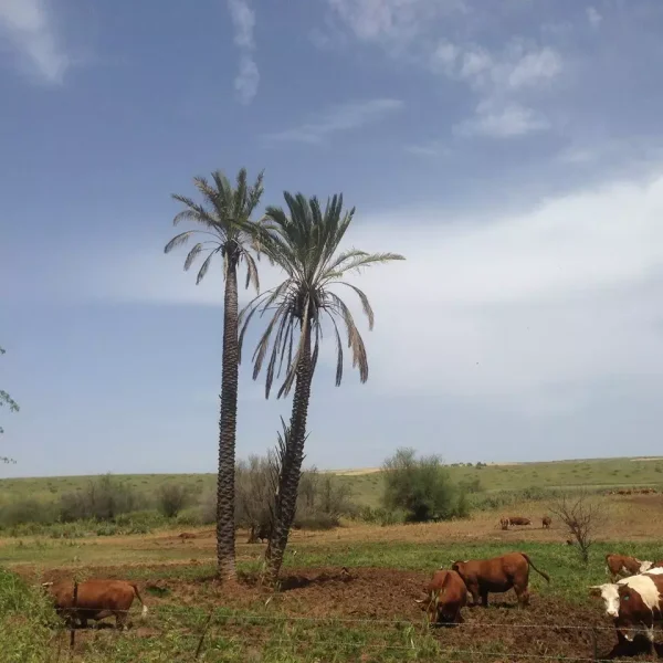 قرية يبلى المهجرة | فلسطيننا