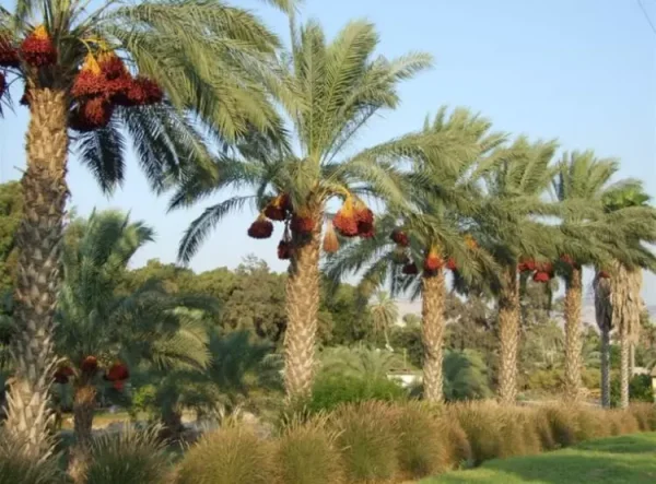 قرية مسيل الجزل/ عرب الزيناتي المهجرة | فلسطيننا