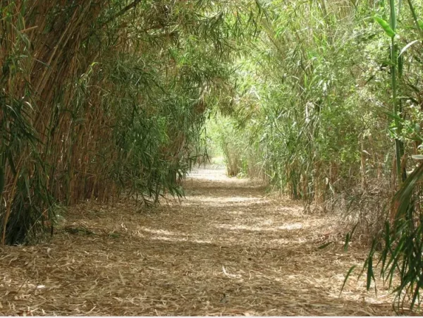 قرية عرب الصفا (الصفا) المهجرة | فلسطيننا