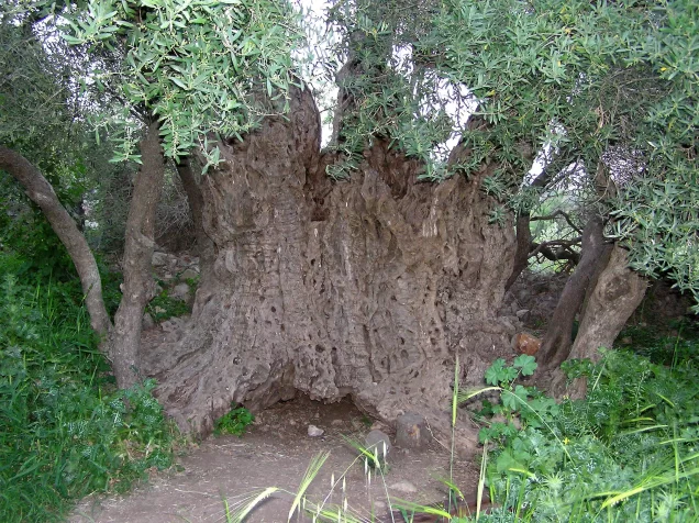 صوبا: شجرة الزيتون القديمة في سوبا - ربما عمرها 2000-3000 سنة. | فلسطيننا