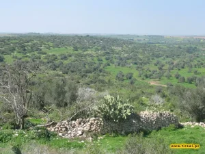 Mughallis | Our Palestine