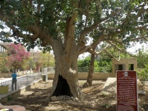 شجرة الجميزة والمتحف الروسي | فلسطيننا