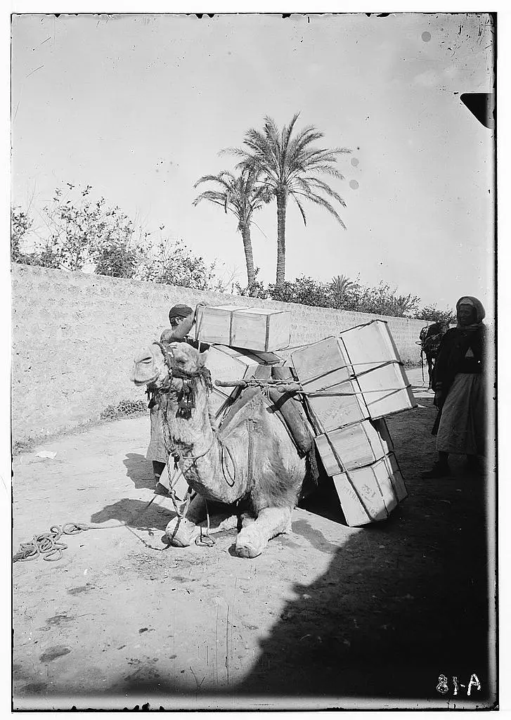 تحميل صناديق البرتقال على جمل في يافا بين 1900 و1920