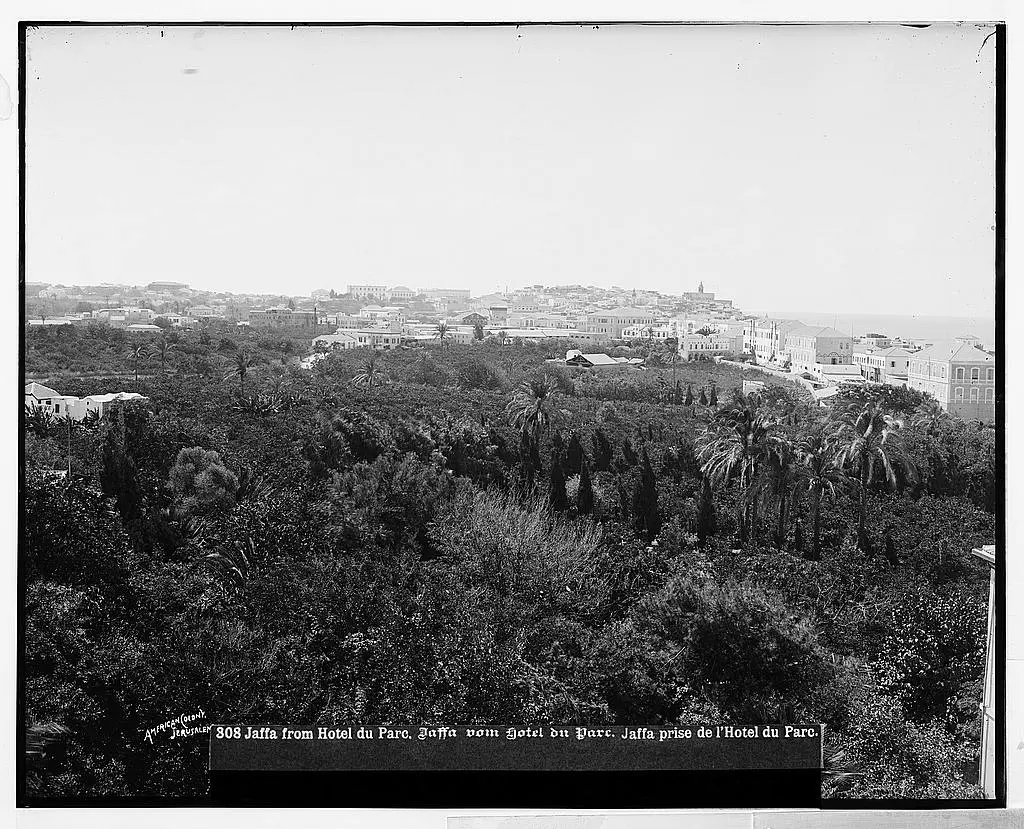 منظر عام لبيارات البرتقال حول يافا قبل عام 1914