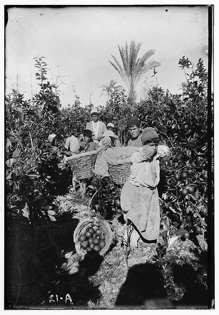 بيارات البرتقال في يافا قبل النكبة عام 1948