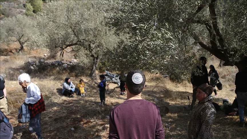 عائلة فلسطينية تقطف الزيتون في موسم القطاف في الضفة الغربية