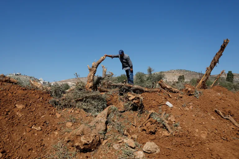 أشجار زيتون فلسطينية محروقة بعد اعتداء المستوطنين في الضفة الغربية